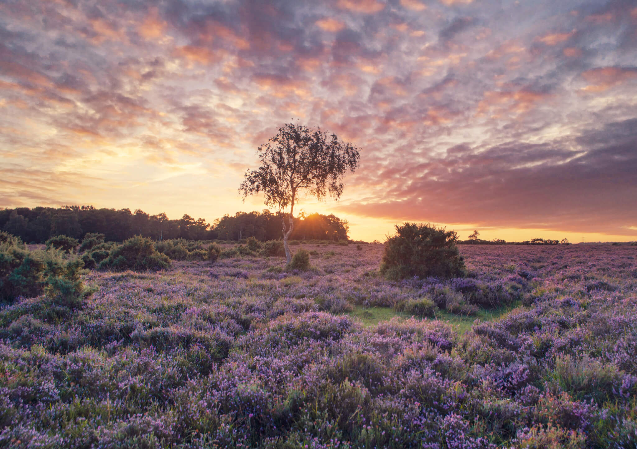 Sunset in New Forest National Park