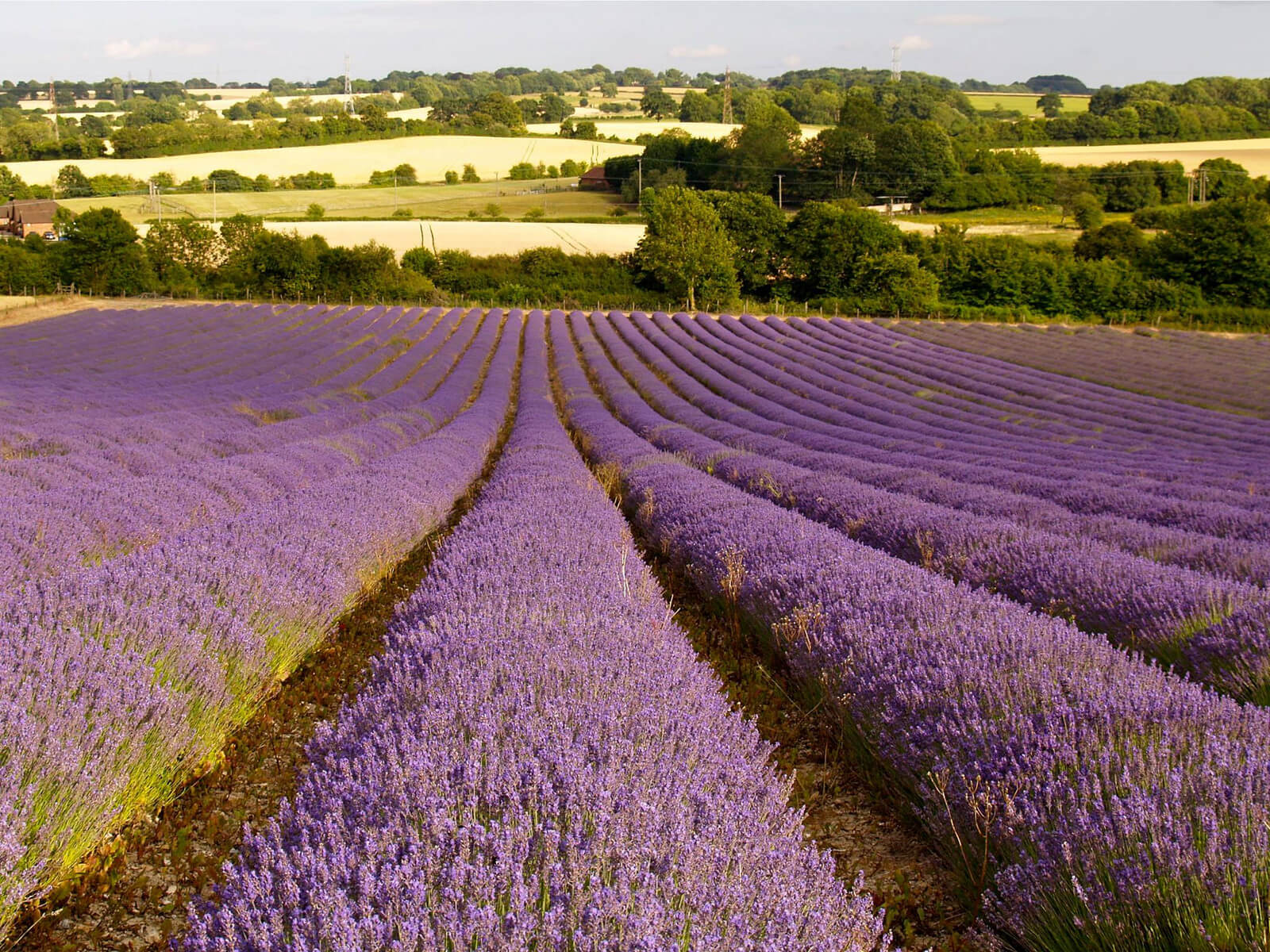 Lavender Fields, Selborne